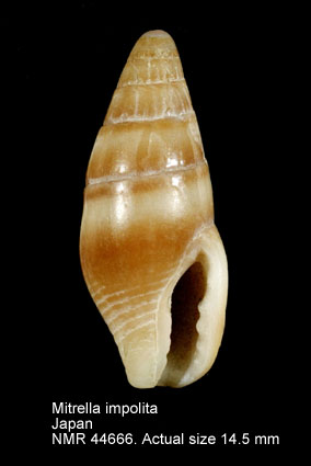 Mitrella impolita.jpg - Mitrella impolita(G.B.Sowerby,1844)